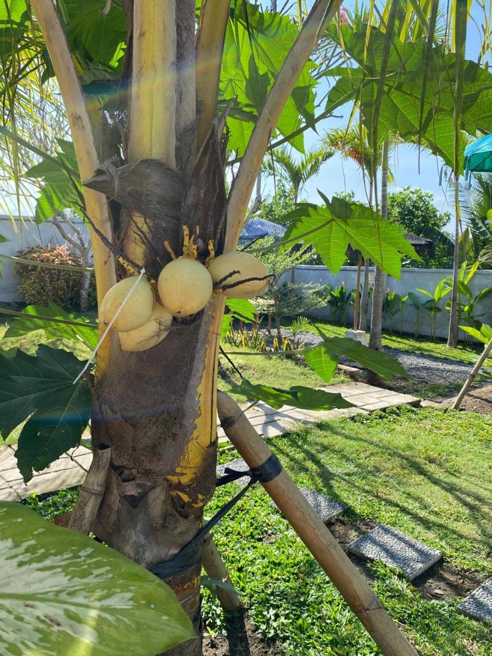 ホテル Sumbul View Surfcamp Airsatang エクステリア 写真